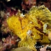 scorpionfish_leaf_db_h_0705_png2152.jpg